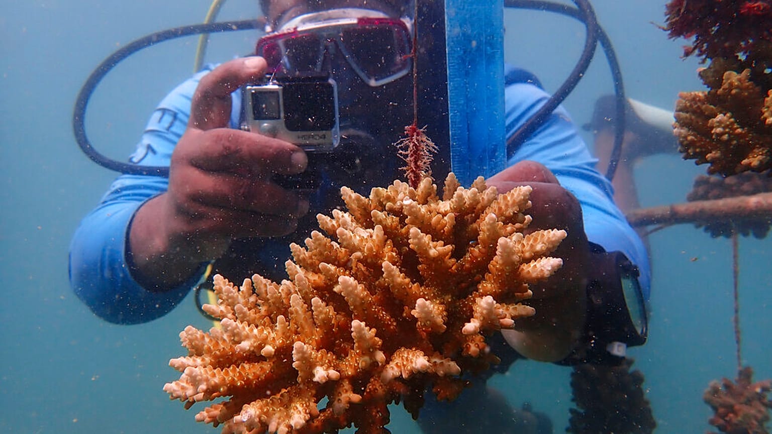 Replantação de corais no Oceano Índico