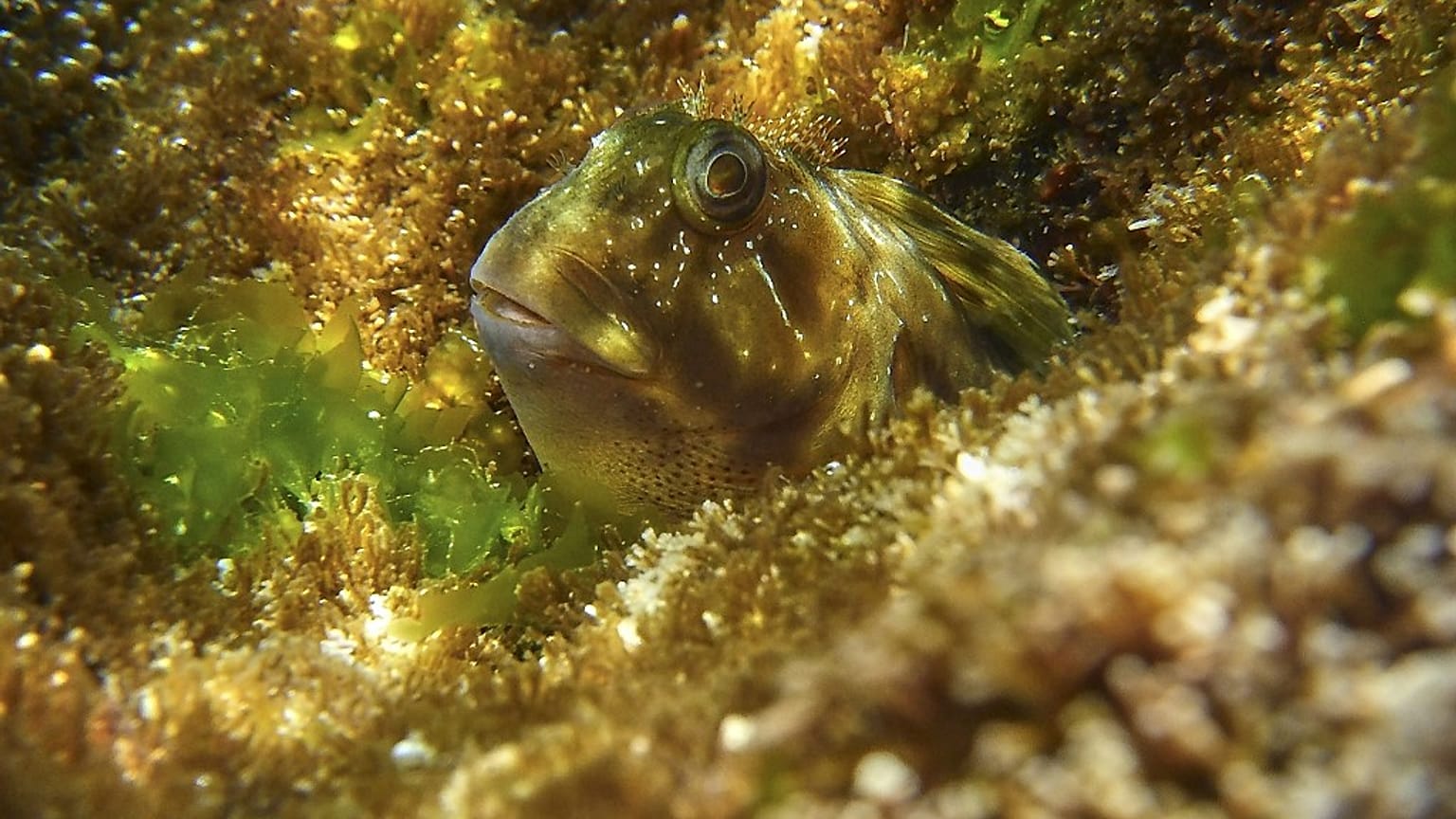 Um Gobius paganellus "espreita" entre a vegetação subaquática (imagem de arquivo)