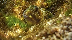 Um Gobius paganellus "espreita" entre a vegetação subaquática (imagem de arquivo)