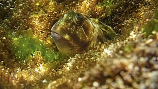 Um Gobius paganellus "espreita" entre a vegetação subaquática (imagem de arquivo)