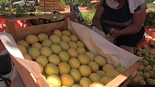 Сбор абрикосов в армянском селе Суренаван