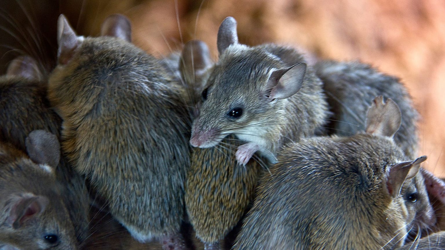Mice are reproducing faster as a result of climate change, in some parts of the world.