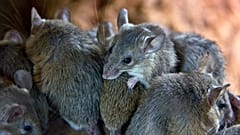 Mice are reproducing faster as a result of climate change, in some parts of the world.