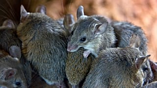 Mice are reproducing faster as a result of climate change, in some parts of the world.