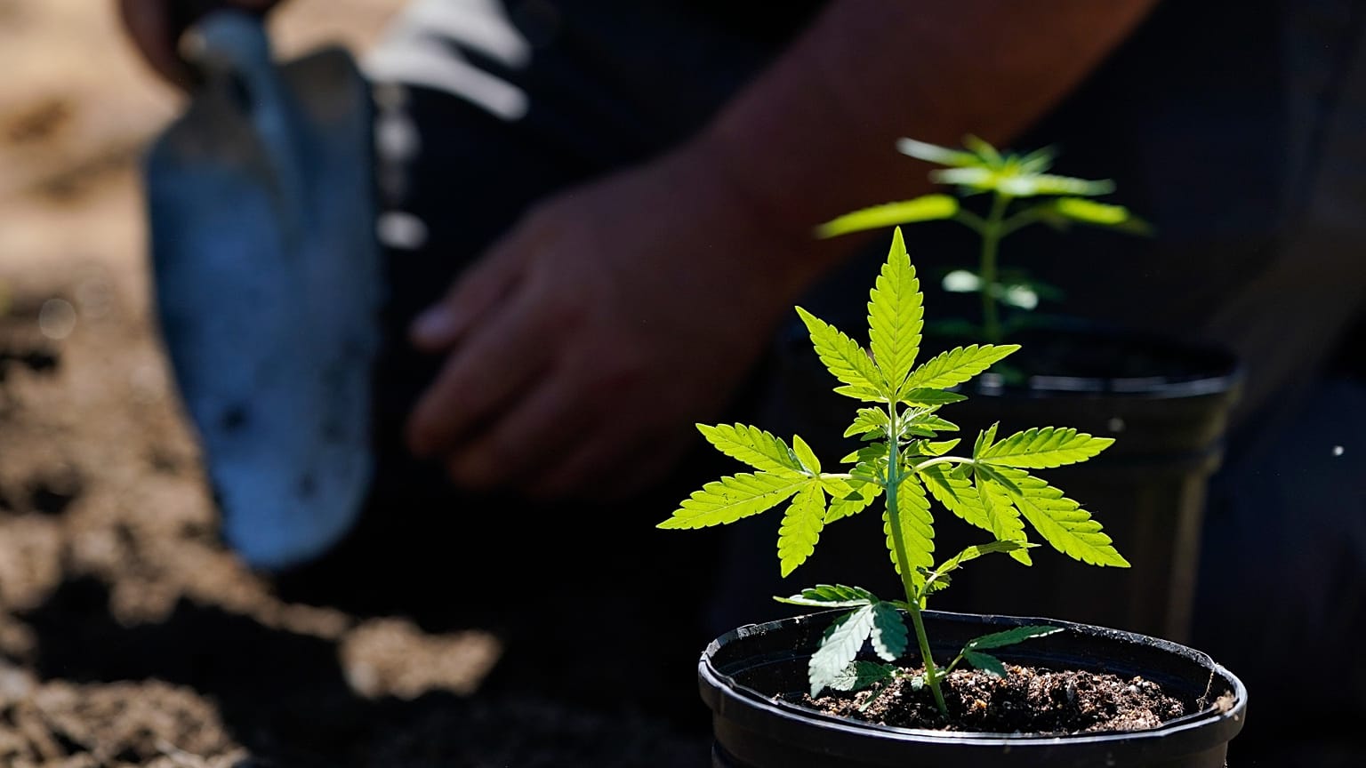 Marihuana 