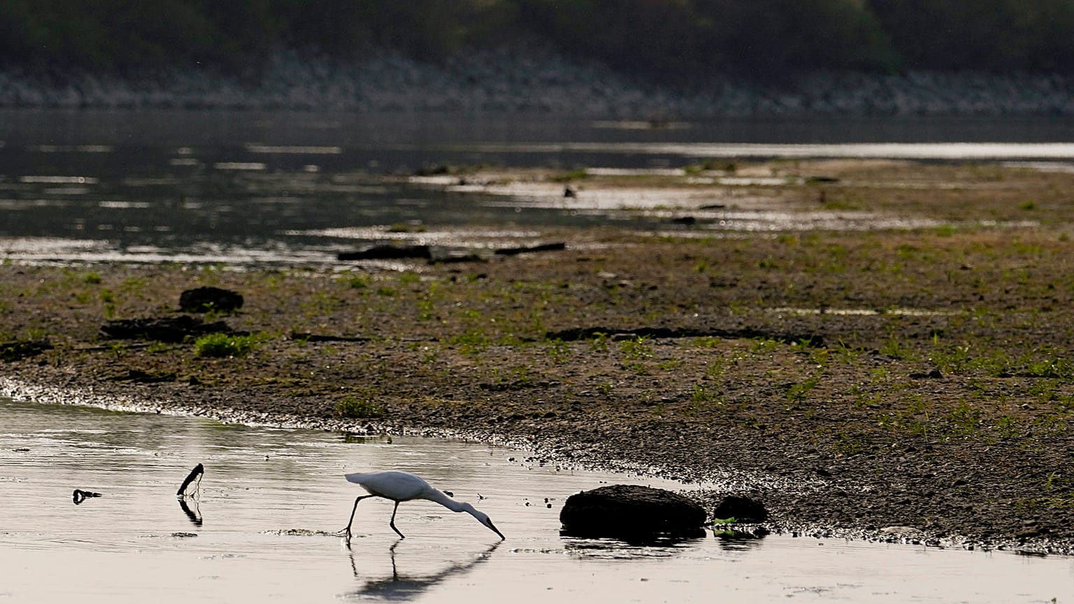 Un airone bianco cerca cibo sul fiume Po a Linarolo, vicino a Pavia, lunedì 27 giugno 2022.