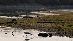 Un airone bianco cerca cibo sul fiume Po a Linarolo, vicino a Pavia, lunedì 27 giugno 2022.
