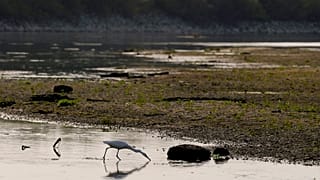 Un airone bianco cerca cibo sul fiume Po a Linarolo, vicino a Pavia, lunedì 27 giugno 2022.