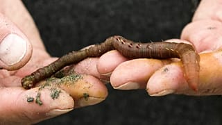 Image shows marine biologist, Franck Zal, displaying an arenicole or sea worm on a beach in northern France.