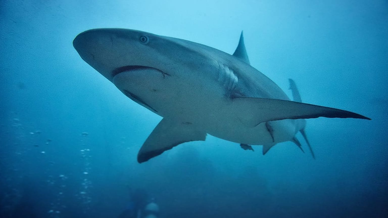 Close-up shot of grey reef shark