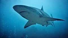 Close-up shot of grey reef shark
