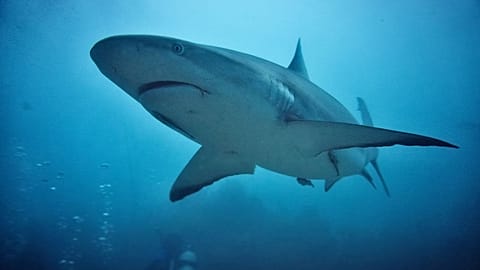 Close-up shot of grey reef shark