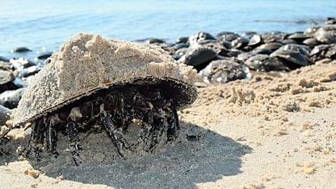 A horseshoe crab with sand on its shell during spawning season at Pickering Beach near Dover, Delaware in 2019