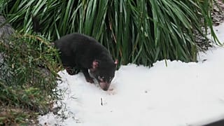 Diavoli della Tasmania