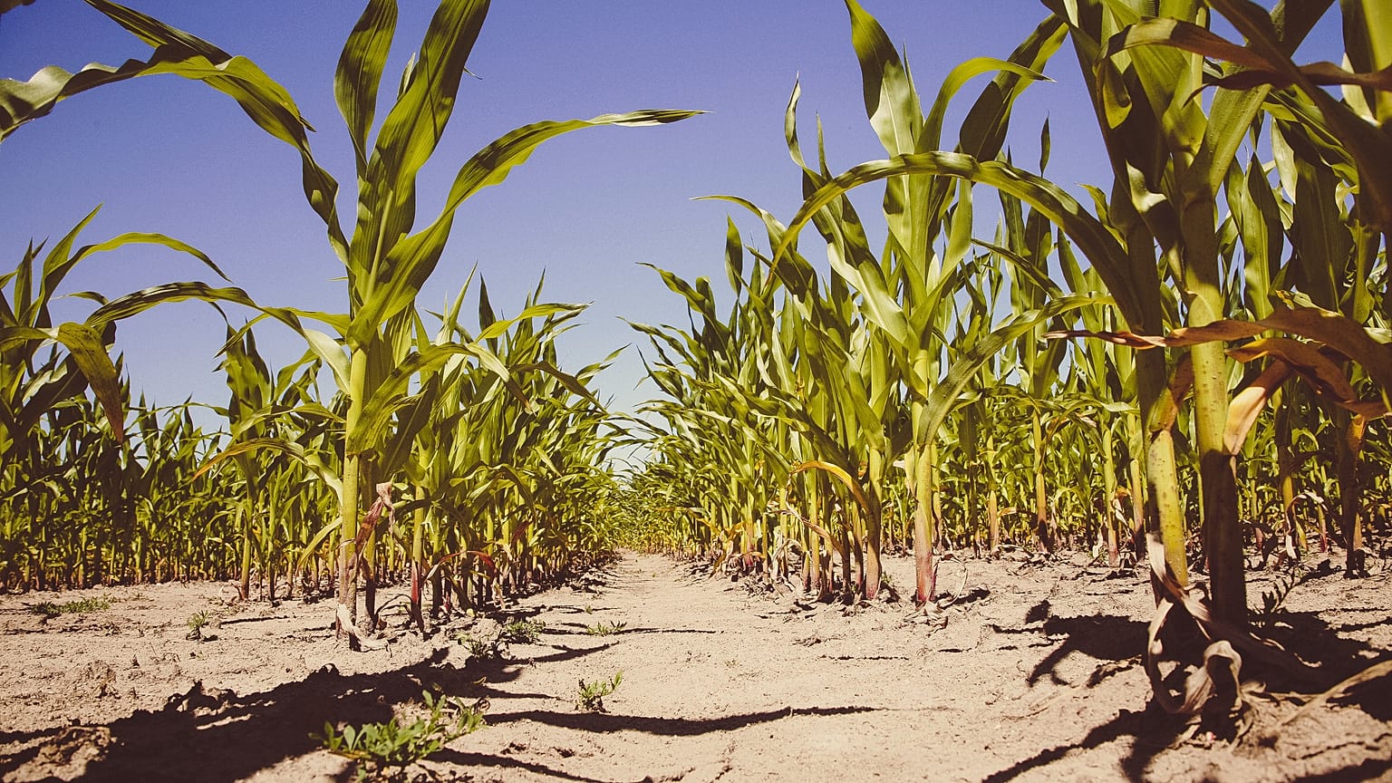 Newly developed heat-resistant plants could help prevent food crises during heatwaves. 