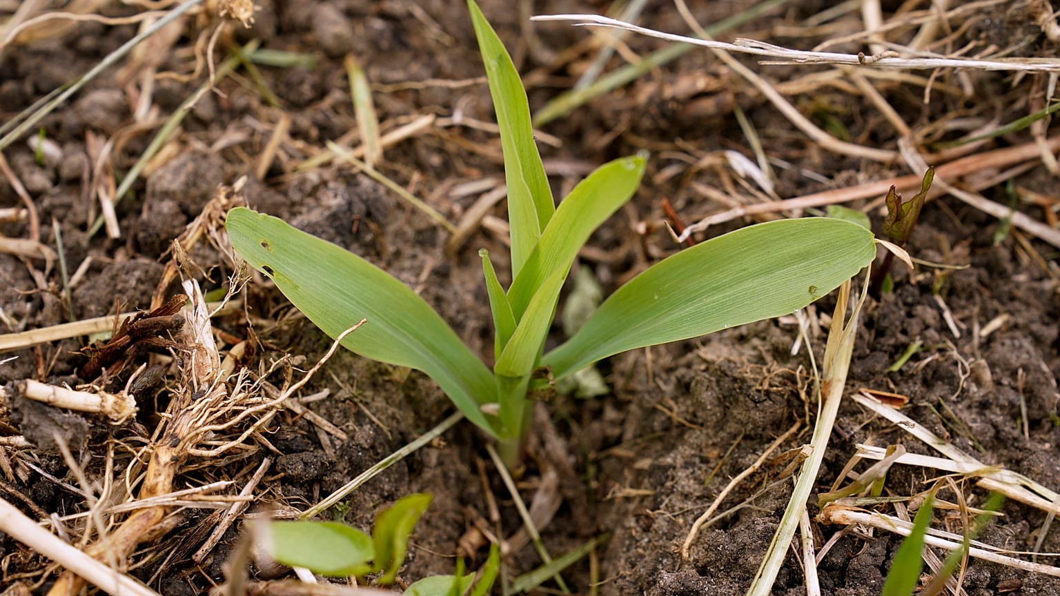 Kukoricapalánta Iowában