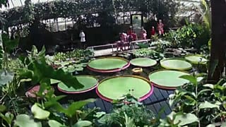 Nueva especie de nenúfar gigante en Londres 