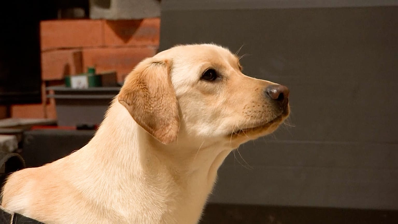 Image shows Elma the sniffer dog who has been trained to sniff out electronic devices and help Australian police fight crime.