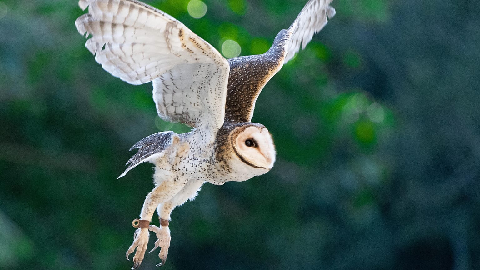 Eine Schleiereule im Flug - die meisten Eulen nisten in alten Nestern anderer Vogelarten oder in Baum- und Felshöhlen.