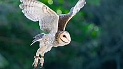 Eine Schleiereule im Flug - die meisten Eulen nisten in alten Nestern anderer Vogelarten oder in Baum- und Felshöhlen.