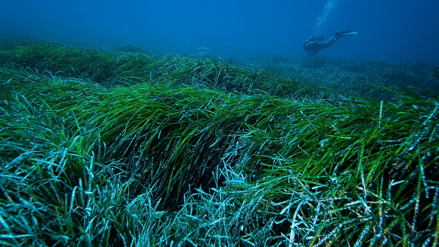 Pradaria marinha no Mediterrâneo (foto de arquivo)