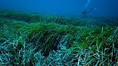 Pradaria marinha no Mediterrâneo (foto de arquivo)