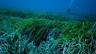 Pradaria marinha no Mediterrâneo (foto de arquivo)