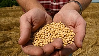 Un agriculteur présentant des graines de soja, Etats-Unis, 5 juillet 2008