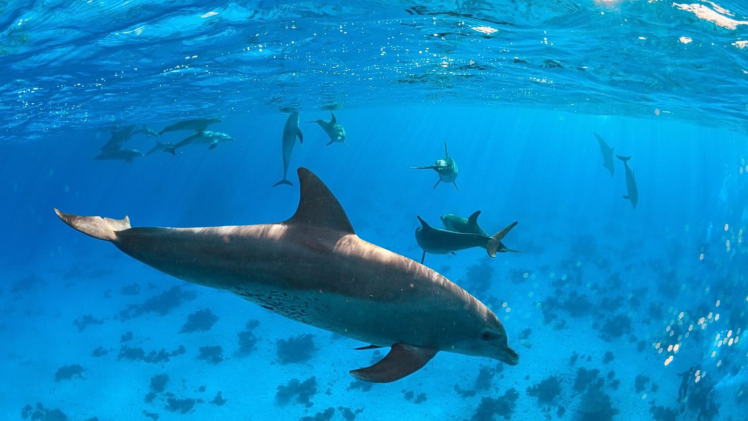 Dolphin poo could be the key to helping coral reefs survive.