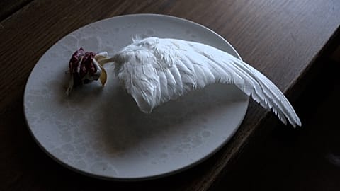 The wing Ptarmigan bird served with mushrooms and cured reindeer fat