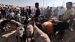 من سوق الأضاحي في نابلس 