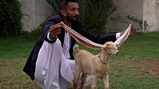Long-eared kid takes Pakistan by storm