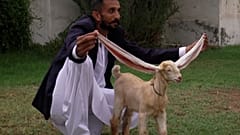 گوش‌های سیمبا ۵۴ سانتی‌متر است 