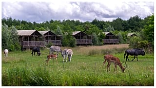 صورة تظهر أنواعًا مختلفة من الحيوانات البرية في متنزه Pal وحديقة الحيوانات في Dompierre-sur-Besbre في فرنسا