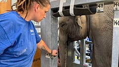 Tierpflegerin Sabrina Markzoll mit Omysha: erkrankter Elefant im Zoo Zürich 
