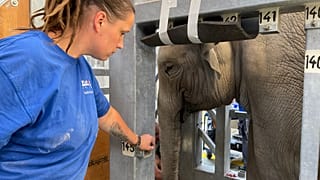 Tierpflegerin Sabrina Markzoll mit Omysha: erkrankter Elefant im Zoo Zürich 