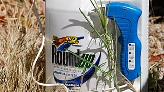 Monsanto'nun ürettiği Roundup, tarım ve bahçecilikte en yaygın şekilde kullanılan glifosat içerikli tarım ilacı