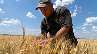 Un agriculteur dans la région de Donetsk (juin 2022)