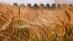 Können wir bald klimafeste Nutzpflanzen anbauen?