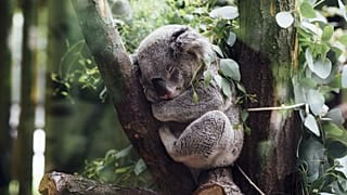 یک نمونه کوالا