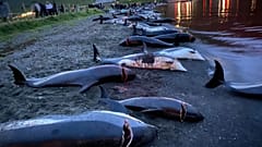 A super-pod of 1,428 Atlantic white-sided dolphins was driven into the shallow waters of Skalabotnur beach on the Faroe Islands last year, where every single one was killed.