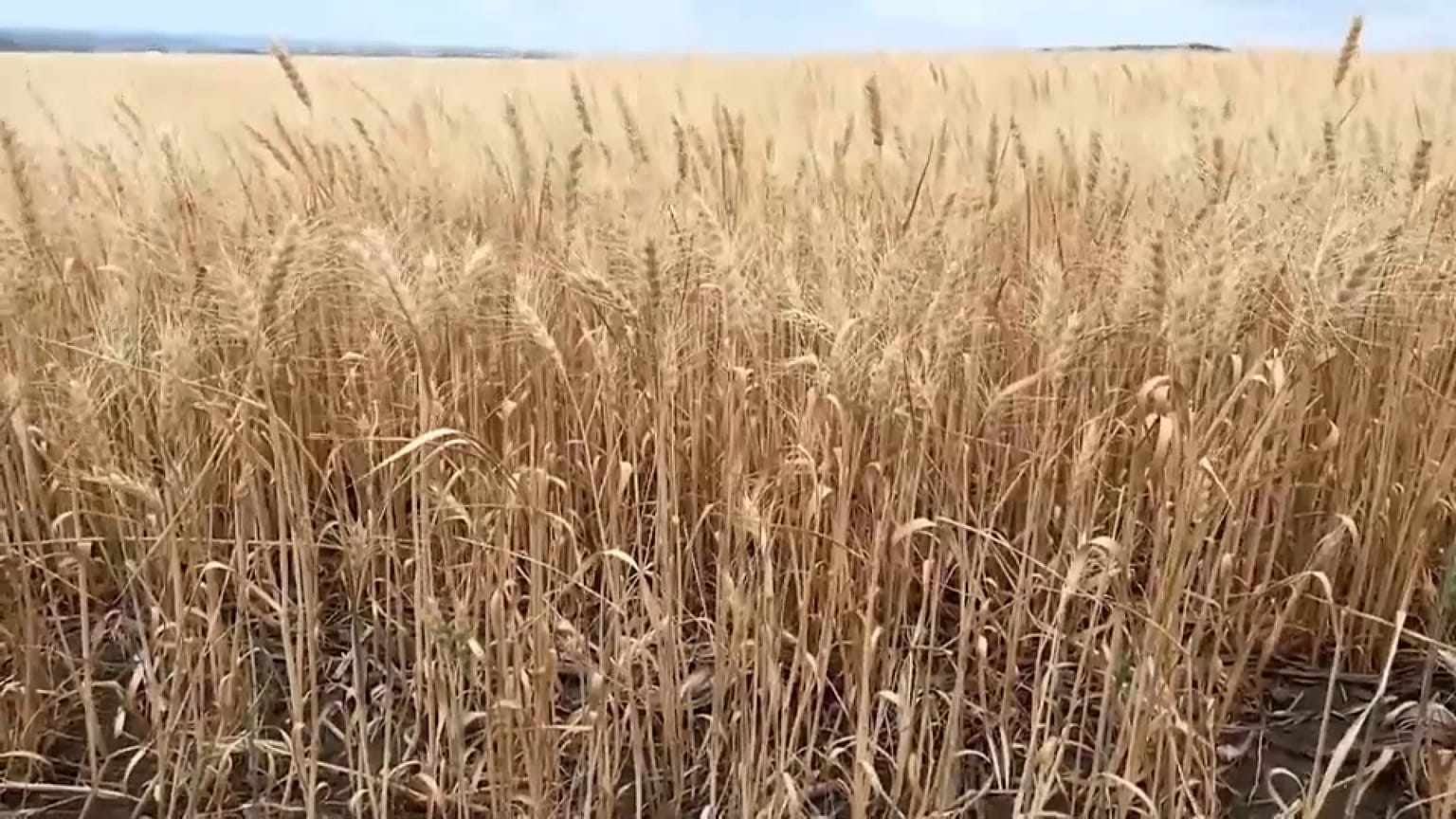 Румыния страдает от засухи 