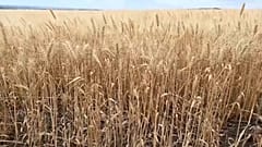 Румыния страдает от засухи 