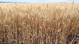 Румыния страдает от засухи 
