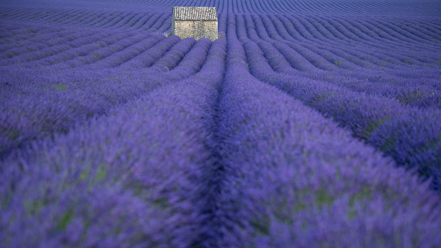 La lavanda, flor emblemática de la Provenza, es víctima de las sequías en Francia