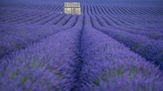 La lavanda, flor emblemática de la Provenza, es víctima de las sequías en Francia