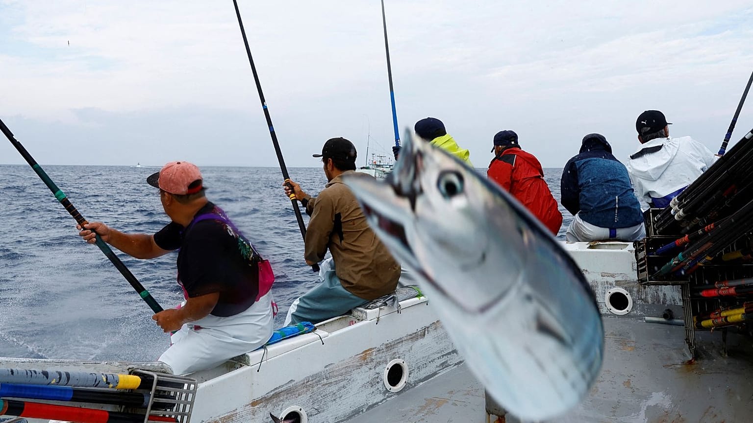 Locals and experts warn that unusually fatty katsuo is an indicator of climate change.