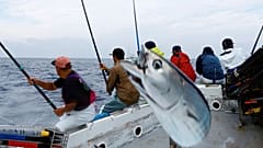 Locals and experts warn that unusually fatty katsuo is an indicator of climate change.
