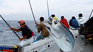 Locals and experts warn that unusually fatty katsuo is an indicator of climate change.
