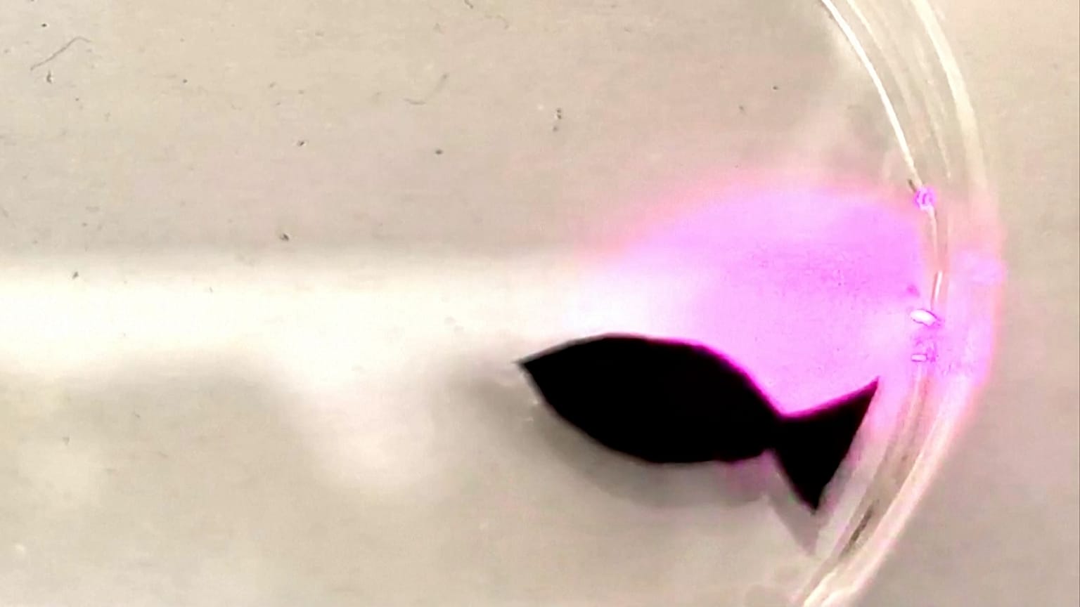 Image shows robot fish developed by researchers at Sichuan University.